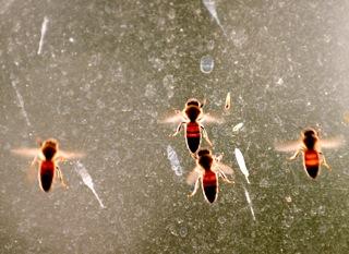 Bee venom on glass plate